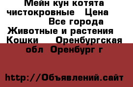 Мейн-кун котята чистокровные › Цена ­ 25 000 - Все города Животные и растения » Кошки   . Оренбургская обл.,Оренбург г.